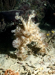 Komodo 2016 - Broadclub cuttlefish - Seiche - Sepia latimanus - IMG_6454_rc